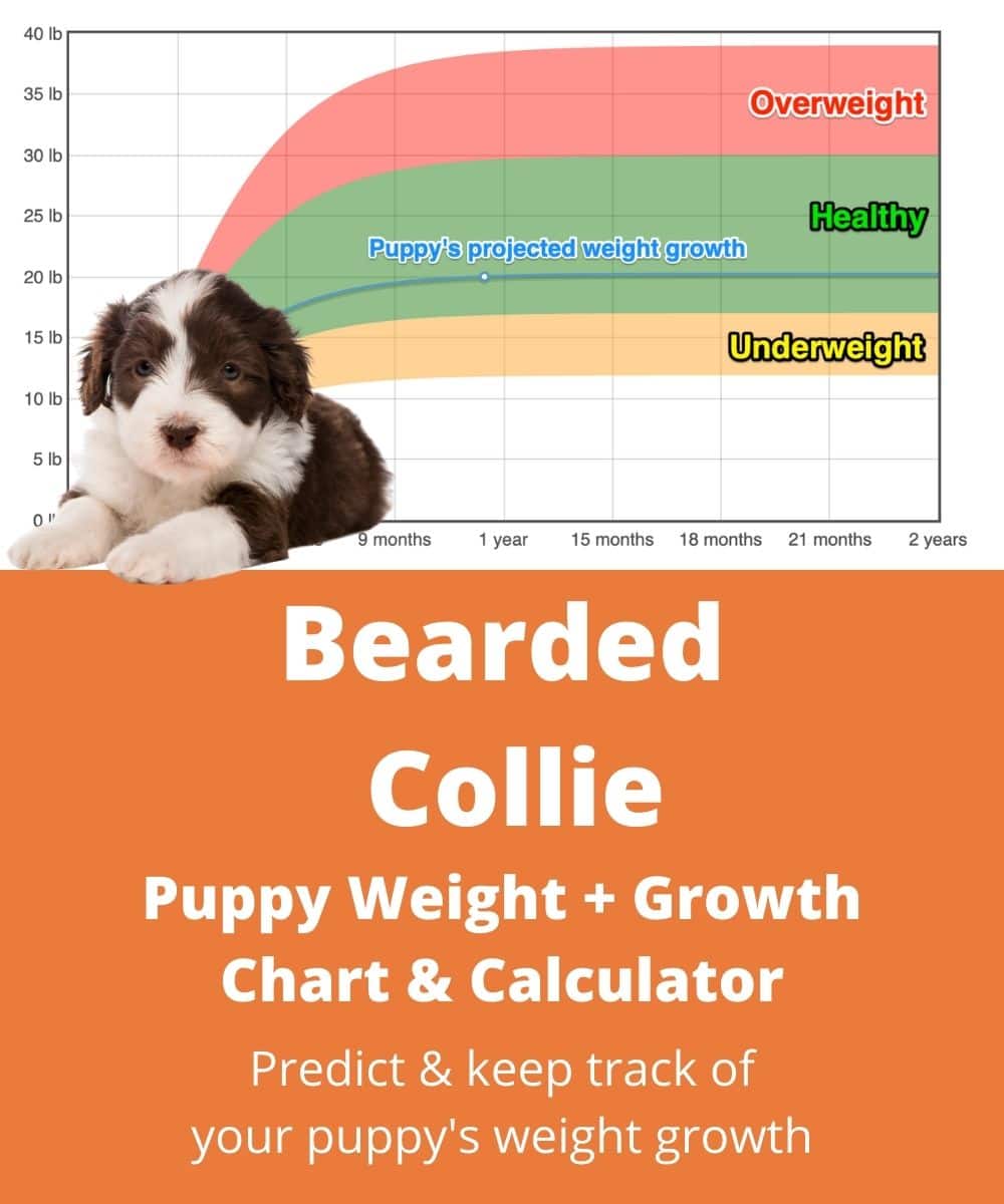 bearded-collie Puppy Weight Growth Chart